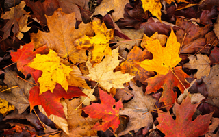 red, yellow, and brown leaves