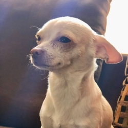 LeoDog