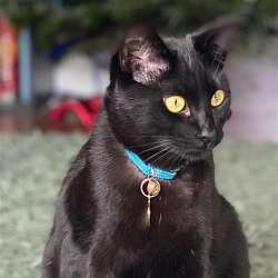 black cat