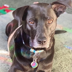 black dog