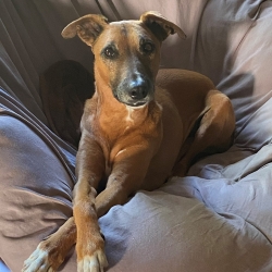 Lenny is a brown dog with white paws. He is sitting comfortably in a chair with his right paw over his left paw.