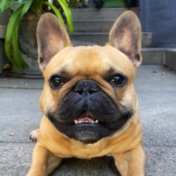 dog (french bulldog)