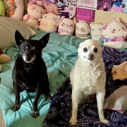 HannahDogs
